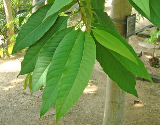 跡見群芳譜(外来植物譜 キンコウボク)